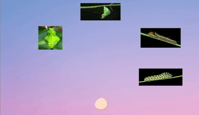 Different life stages of a butterfly